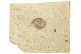 Fossil Leaf (Salvinia) - France #254262-1